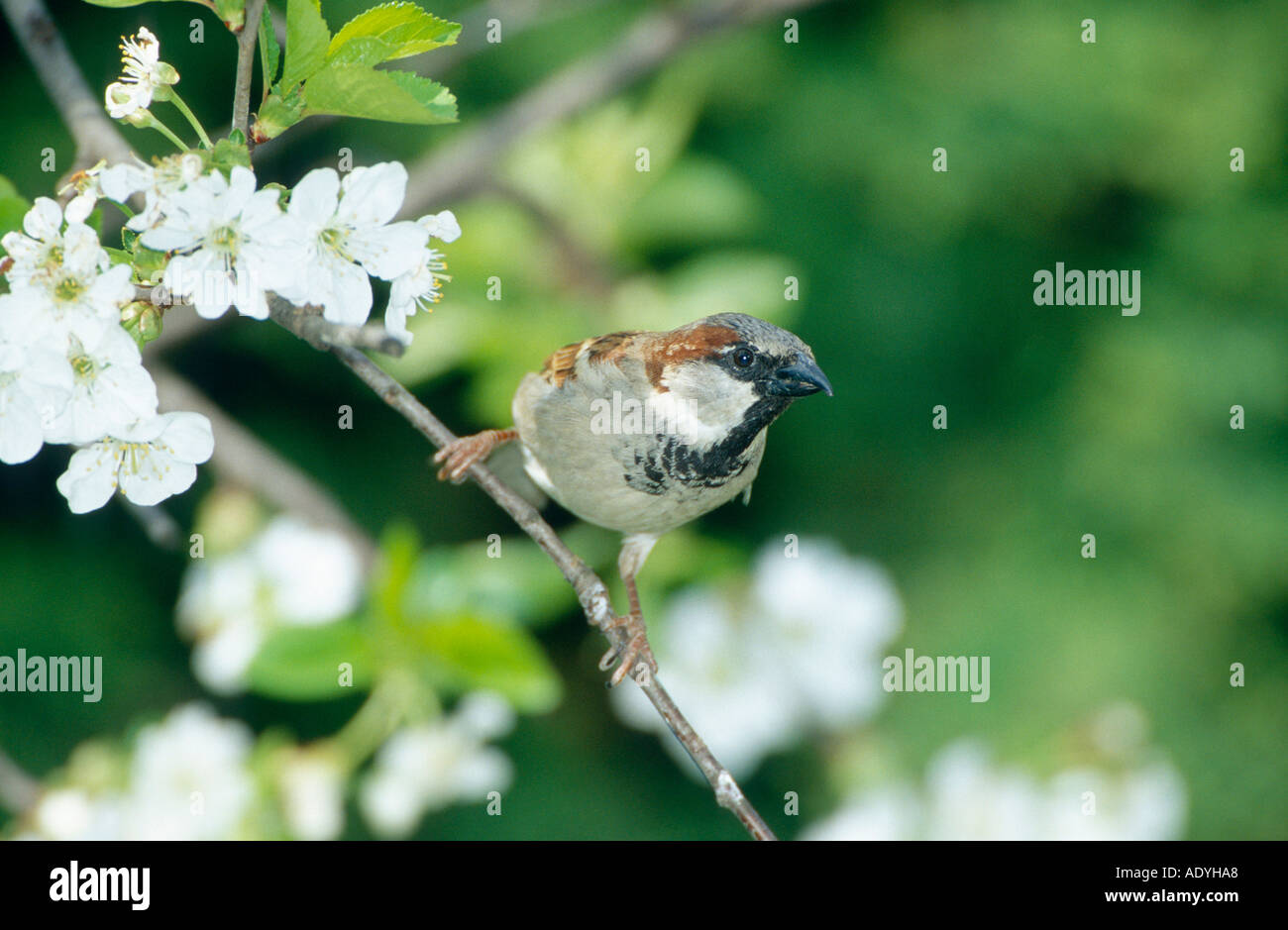 house sparrow (Passer domesticus), male sitting on cherry tree, Germany. Stock Photo