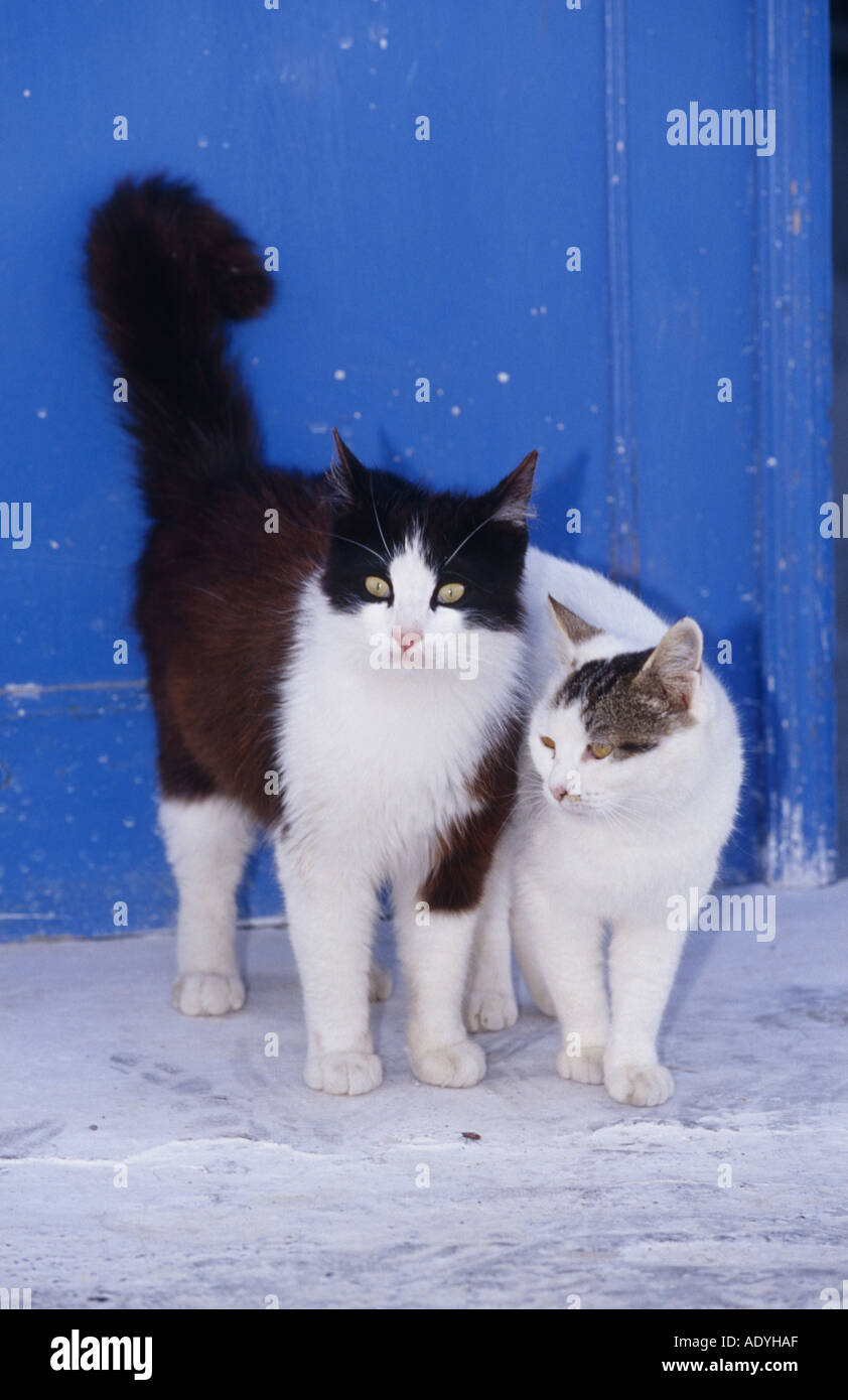 domestic cat (Felis silvestris f. catus), two cats standing side by side, Greece, Santorin. Stock Photo