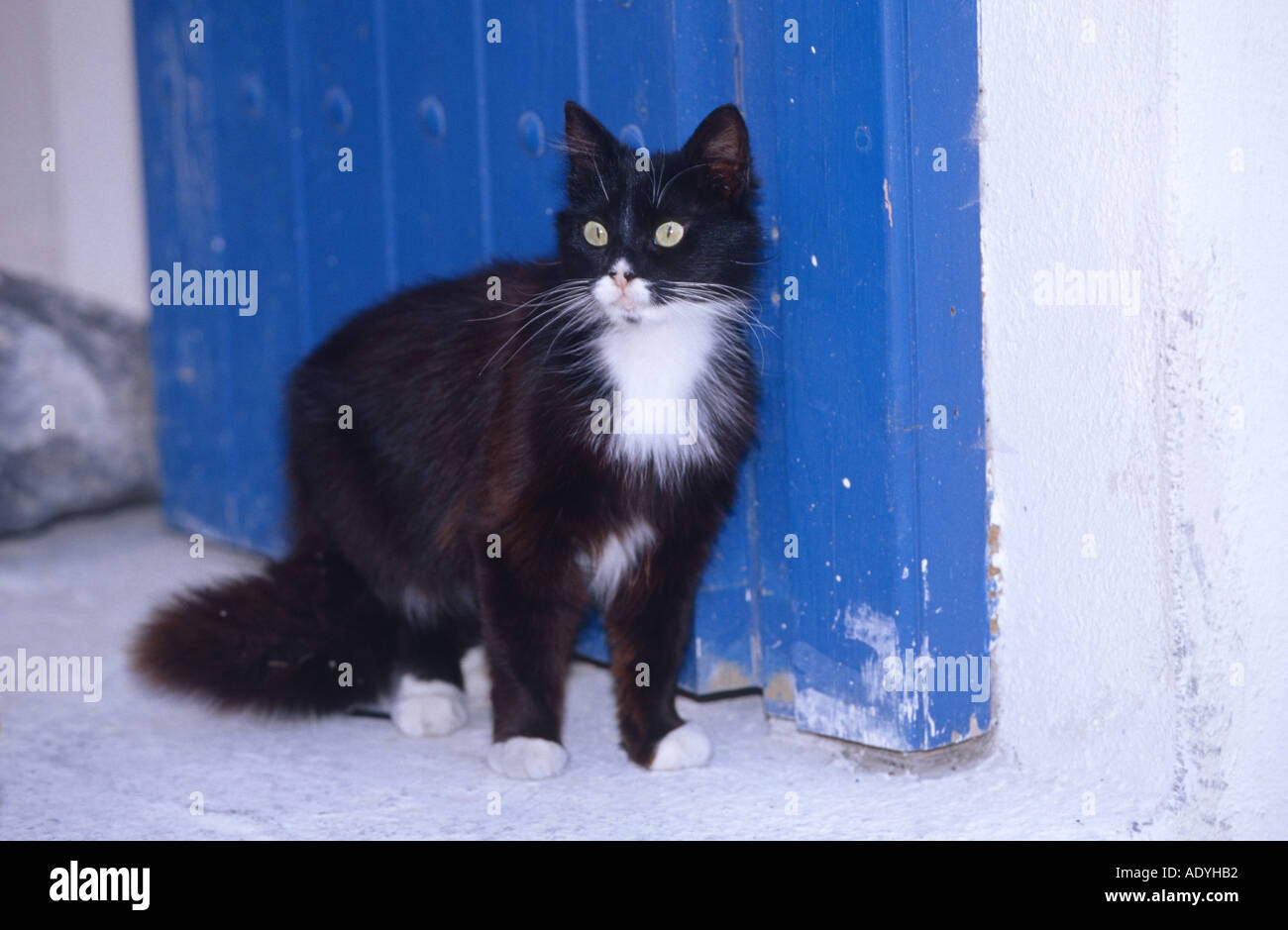 domestic cat (Felis silvestris f. catus), sitting in front of blue door, Greece, Santorin. Stock Photo