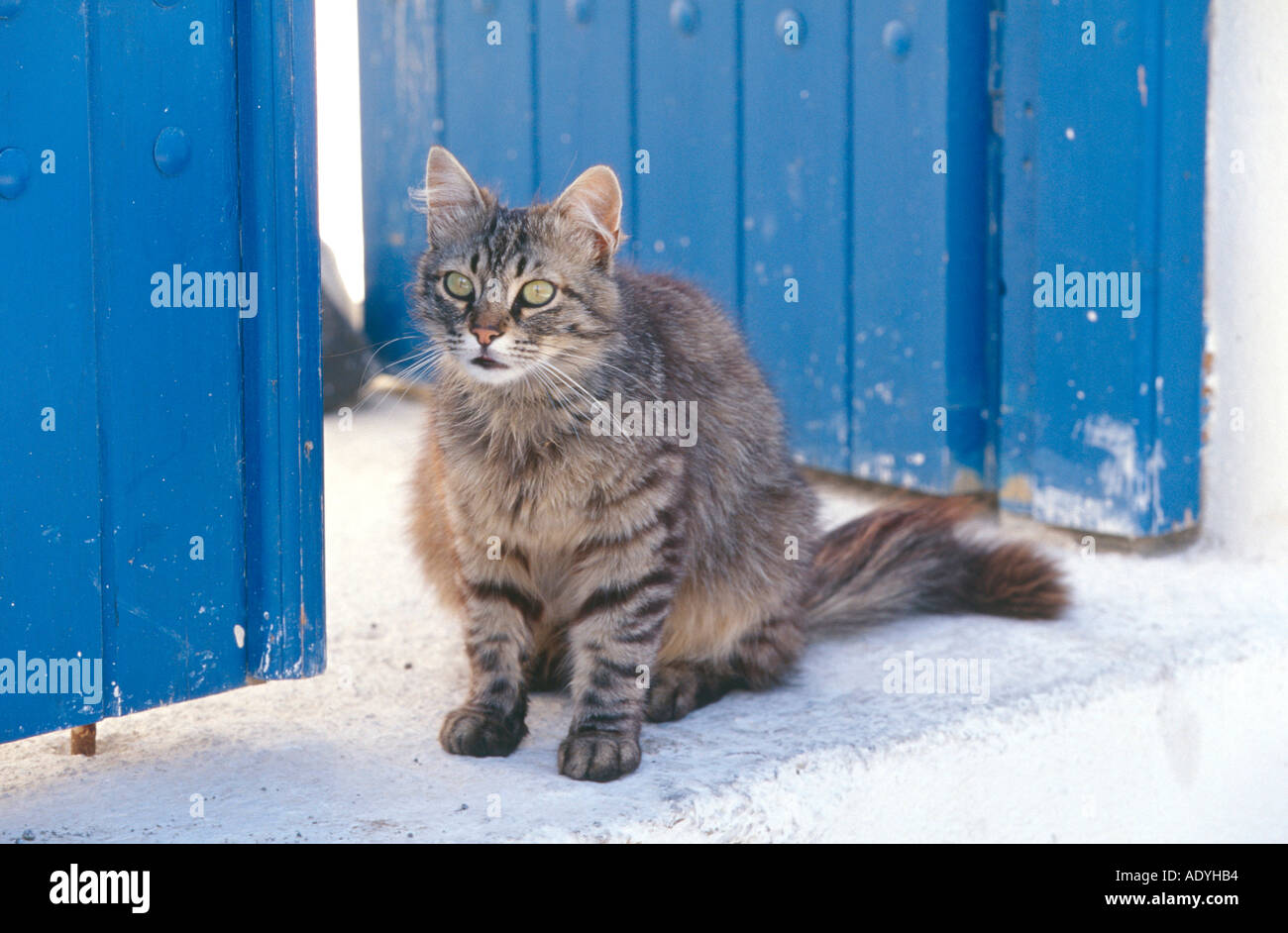 domestic cat (Felis silvestris f. catus), sitting in front of blue door, Greece, Santorin. Stock Photo