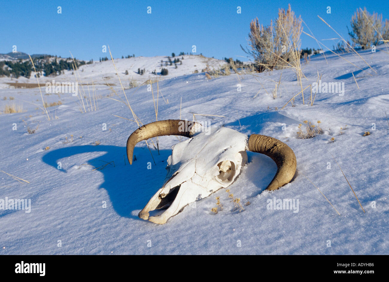 bighorn sheep, American bighorn, mountain sheep (Ovis canadensis), skull in snow, USA, Wyoming, Yellowstone NP. Stock Photo