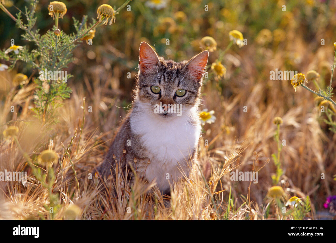 domestic cat (Felis silvestris f. catus), sitting in grass, Greece, Santorin. Stock Photo