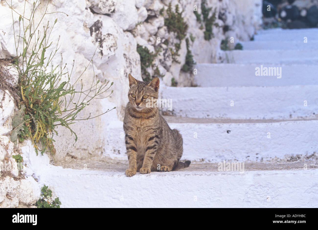 domestic cat (Felis silvestris f. catus), sitting on stairs, Greece, Santorin. Stock Photo