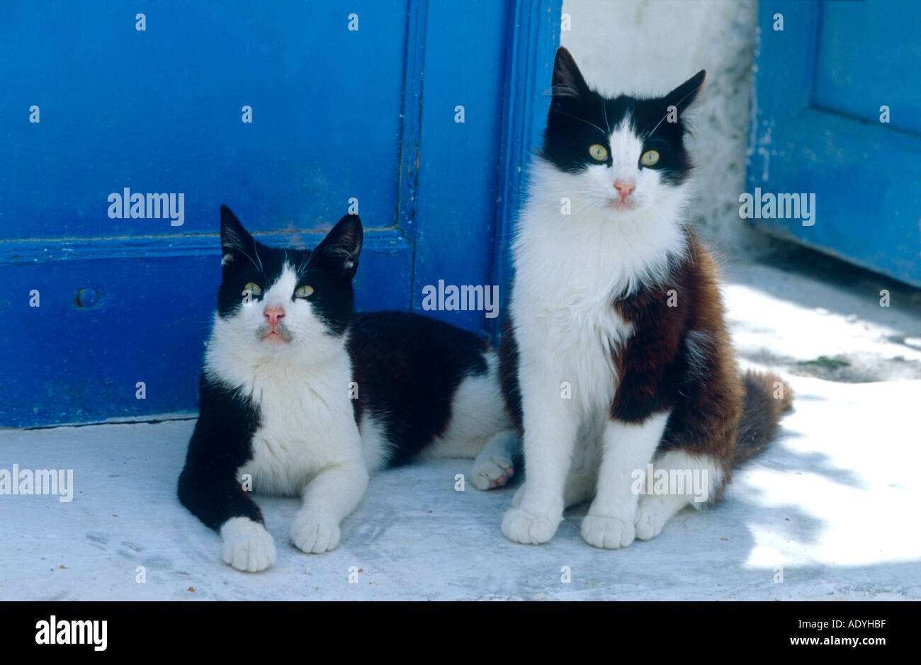 domestic cat (Felis silvestris f. catus), two cats lying, standing in front of blue door, Greece, Santorin. Stock Photo