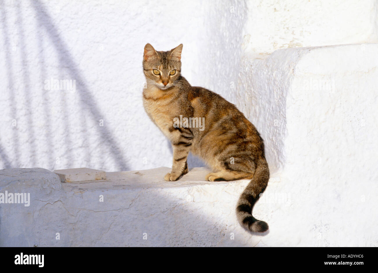 domestic cat (Felis silvestris f. catus), sitting on white wall, Greece, Santorin. Stock Photo