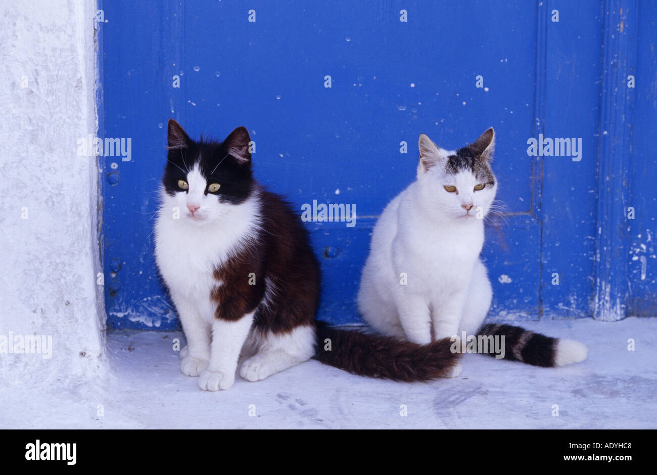 domestic cat (Felis silvestris f. catus), two cats sitting in front of blue door, Greece, Santorin. Stock Photo