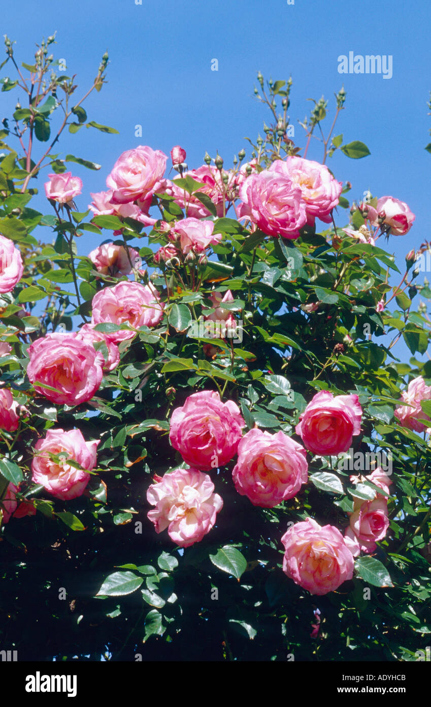 rose (Rosa spec.), blooming against blue sky, Germany. Stock Photo