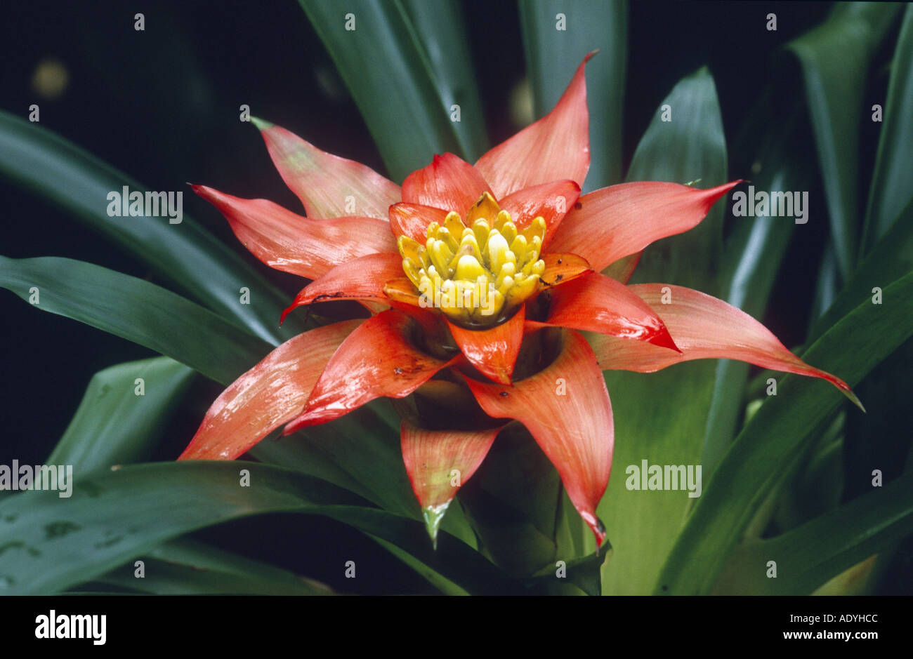 scarlet star, striped tourch, droophead tufted airplant (Guzmania lingulata), blooming plant, Germany Stock Photo