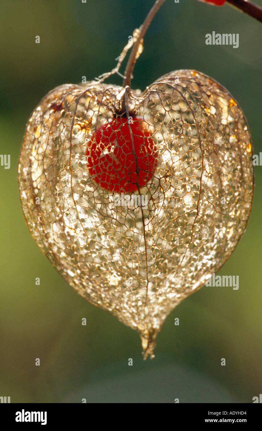 Chineselanternplant, Chinese lantern, Japanese lantern, winter cherry