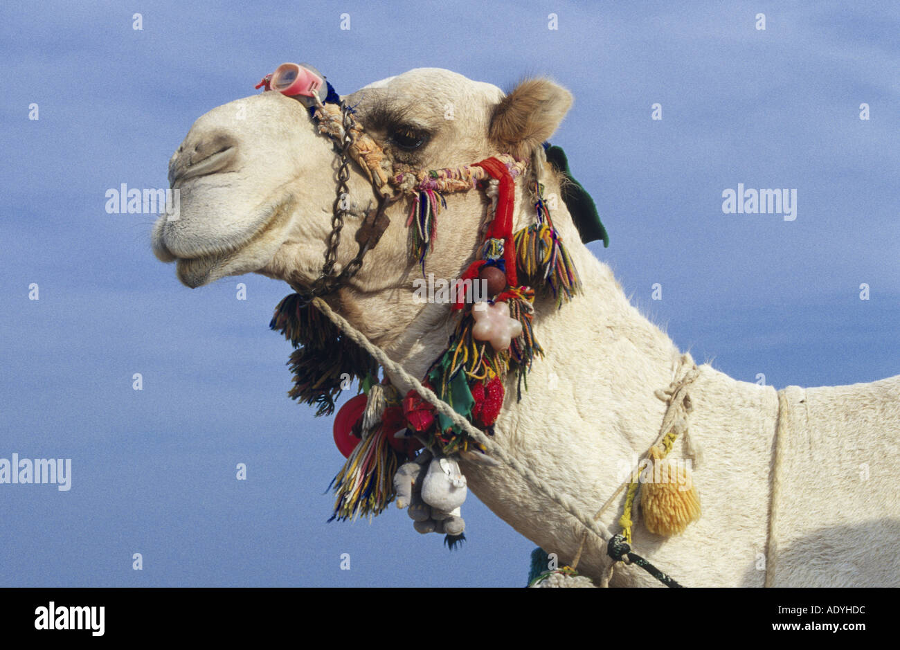 dromedary, one-humped camel (Camelus dromedarius), portrait with ornamentals, Egypt. Stock Photo