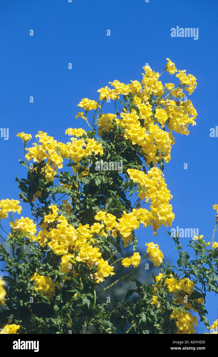 yellow trumpetbush yellow bells yellow elder tecoma stans stock