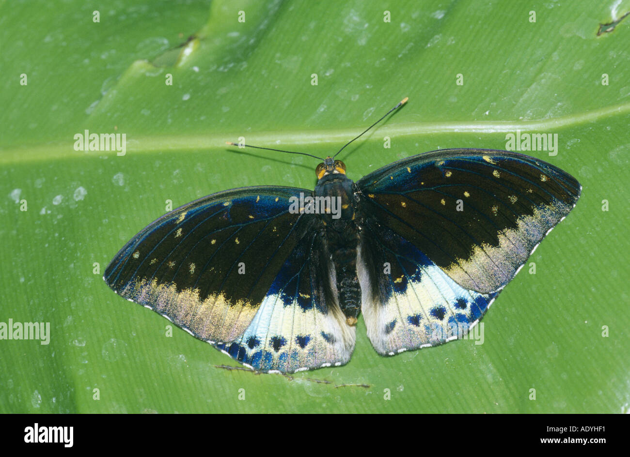 tropical butterfly (Euthalia dirtea), imago, top side, Germany. Stock Photo