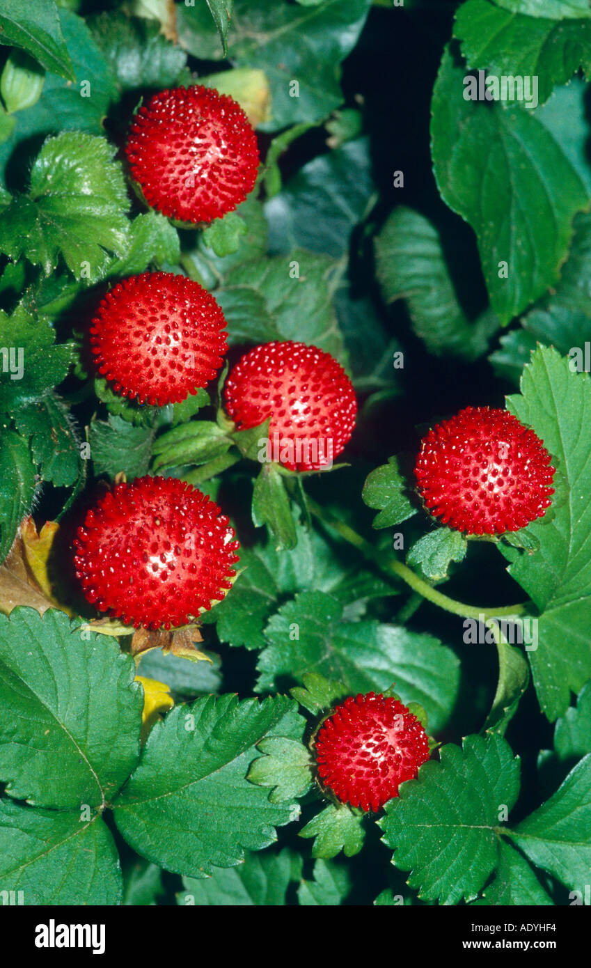 Indian strawberry, false strawberry, Indian mock-strawberry (Duchesnea indica), fruits, Germany Stock Photo