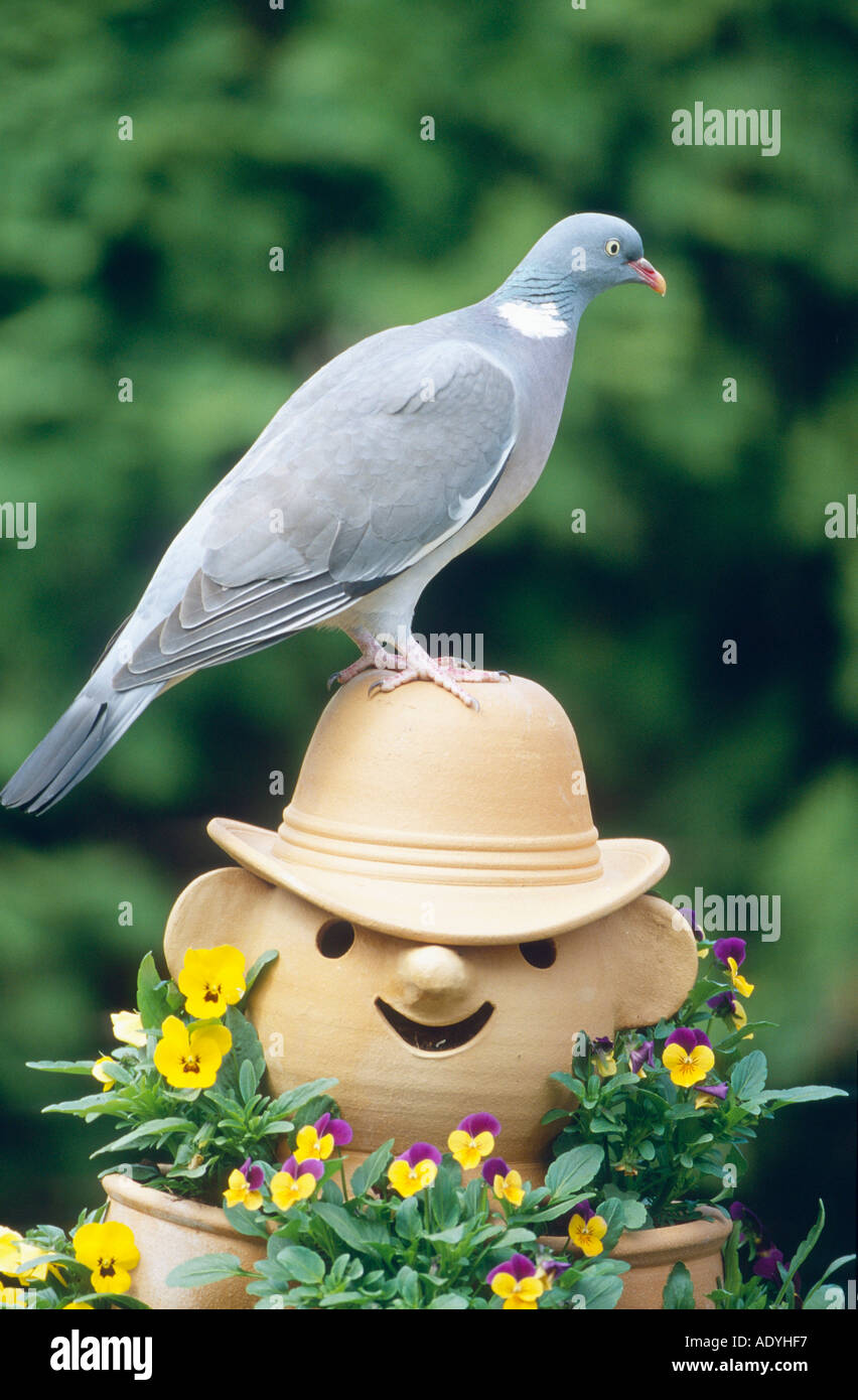 wood pigeon (Columba palumbus), sitting on garden figure, Germany. Stock Photo