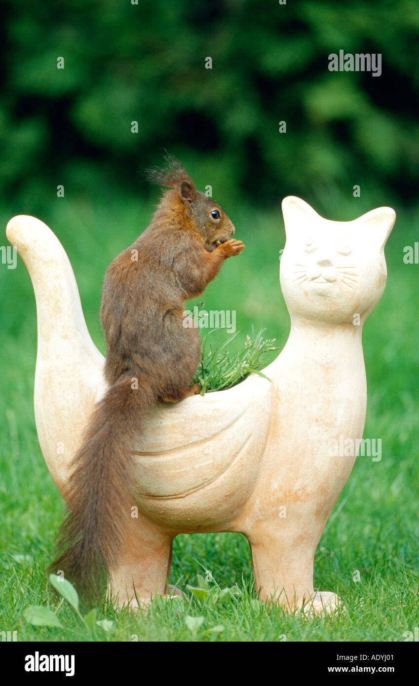 European red squirrel, Eurasian red squirrel (Sciurus vulgaris), sitting on figure, Germany. Stock Photo