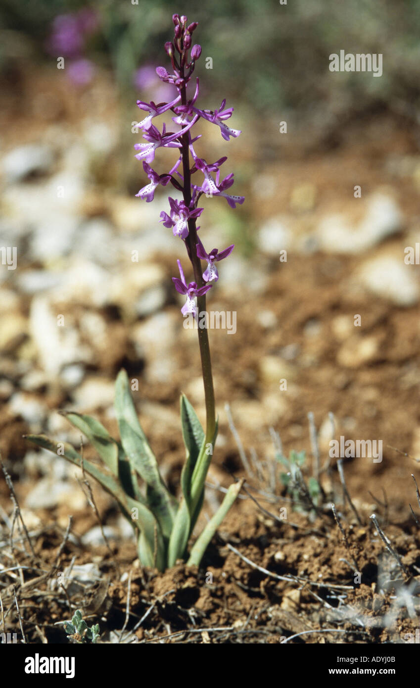 Anatolian orchid (Orchis anatolica), blooming. Stock Photo