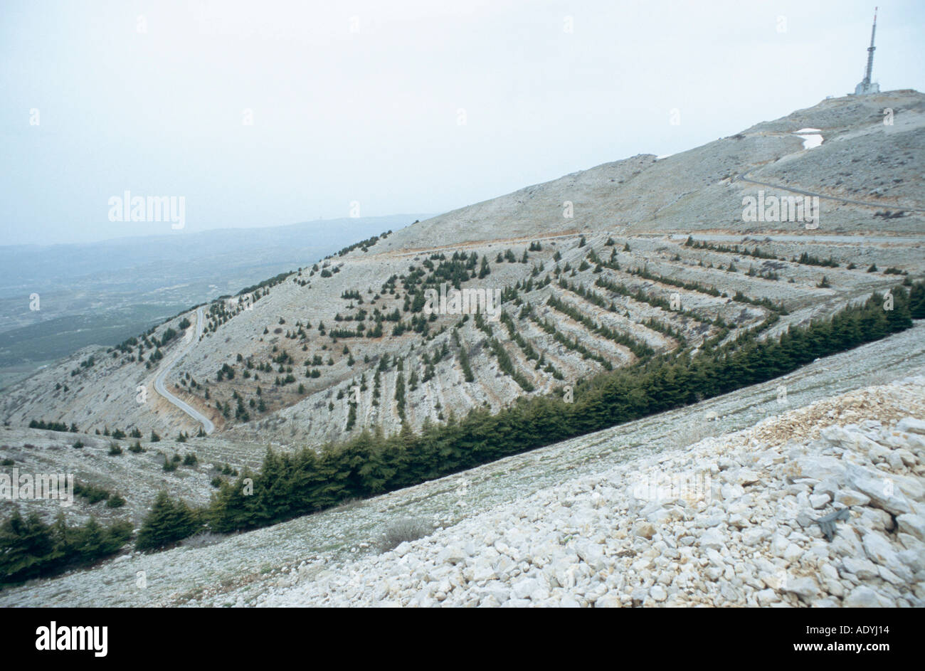 cedar of Lebanon (Cedrus libani), forestation at a slope. Stock Photo
