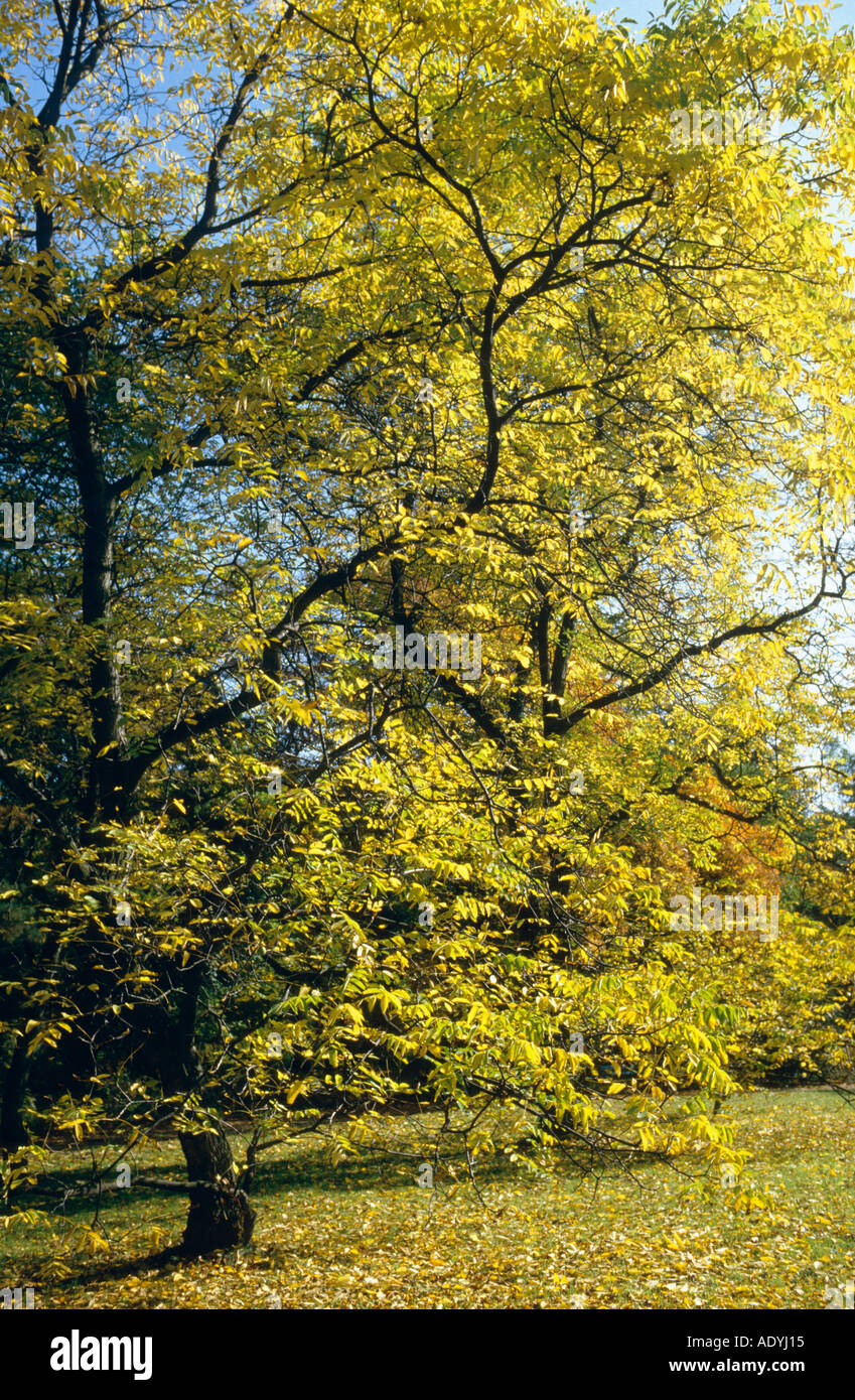 walnut (Juglans regia), tree in autumn. Stock Photo