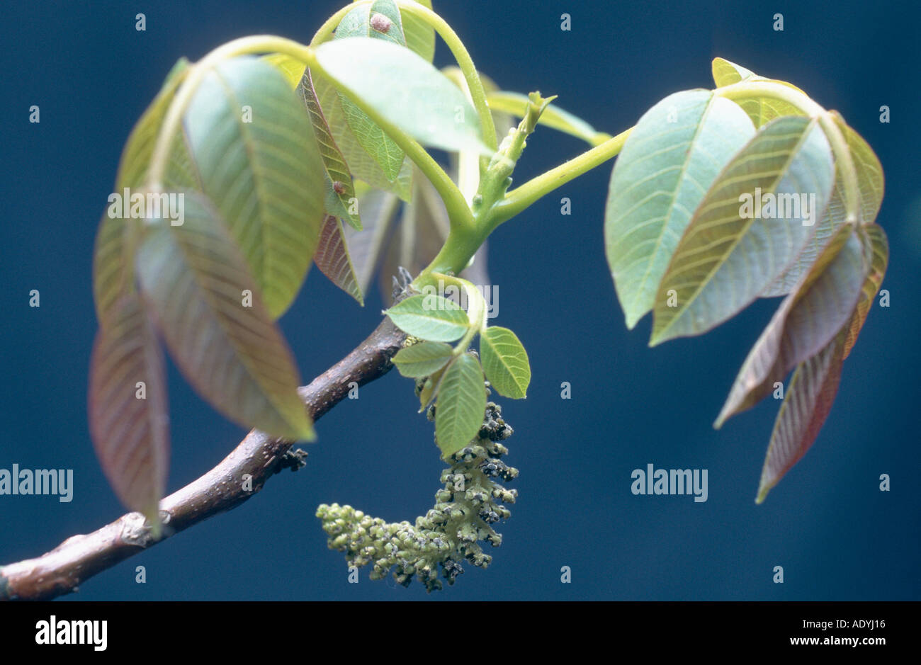 walnut (Juglans regia), twig with female blossoms. Stock Photo