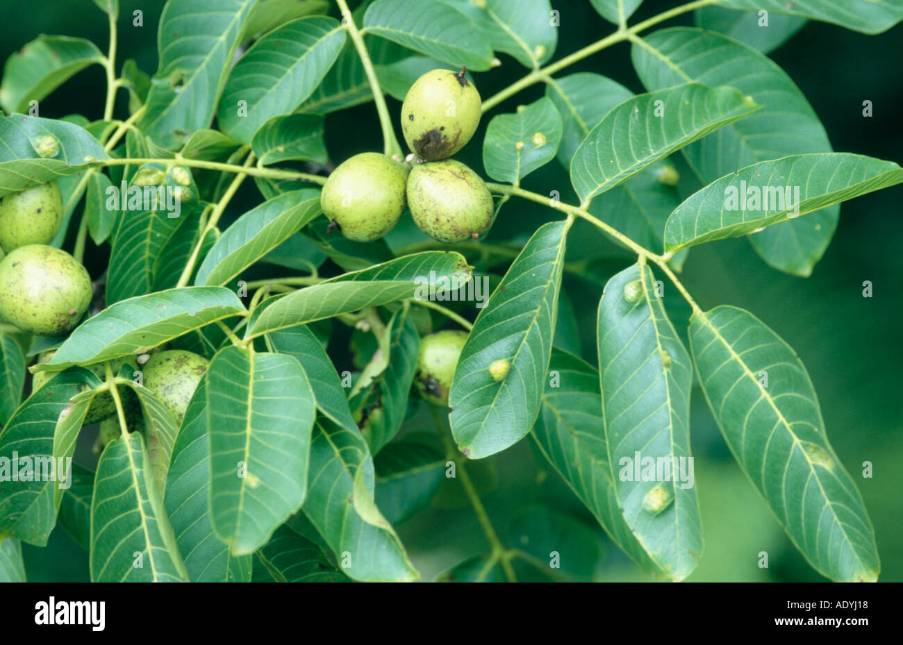 walnut (Juglans regia), twig with fruits. Stock Photo