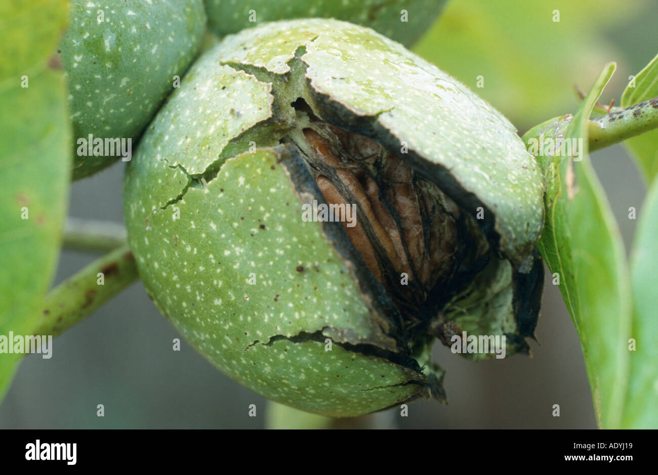walnut (Juglans regia), green outer layers of fruits dehiscing. Stock Photo