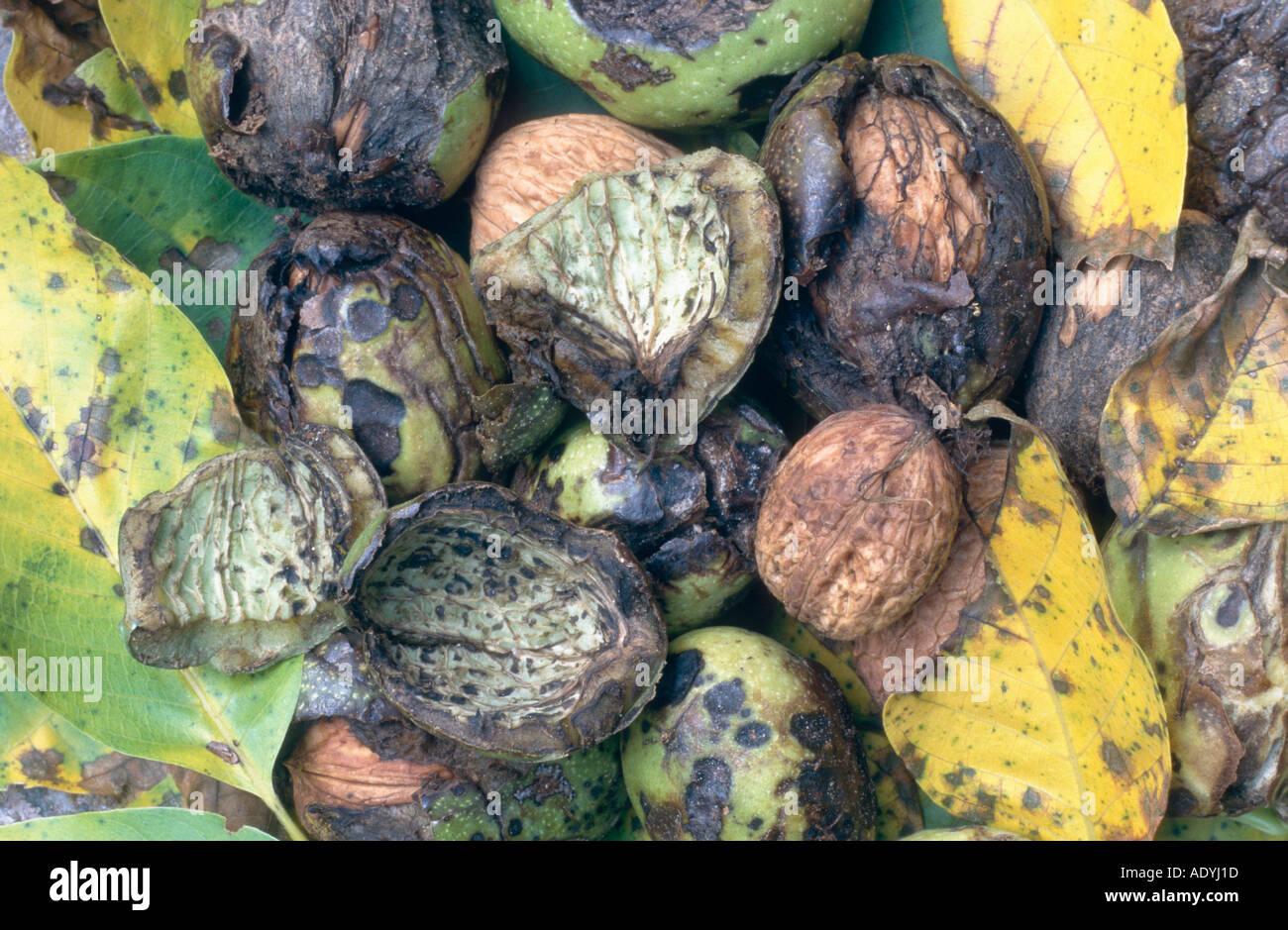 walnut (Juglans regia), nuts with green outer layer. Stock Photo