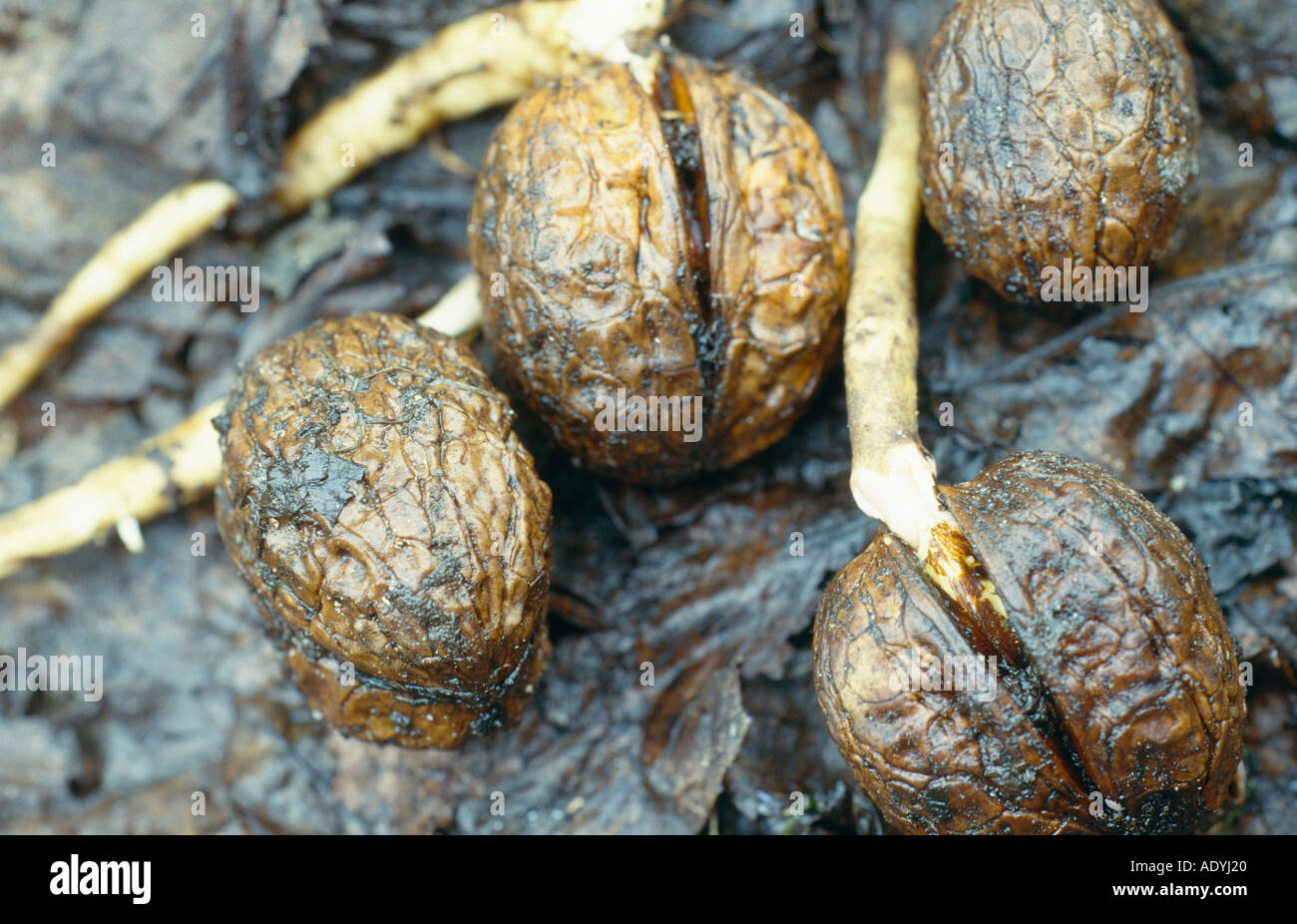 walnut (Juglans regia), nuts germinating. Stock Photo