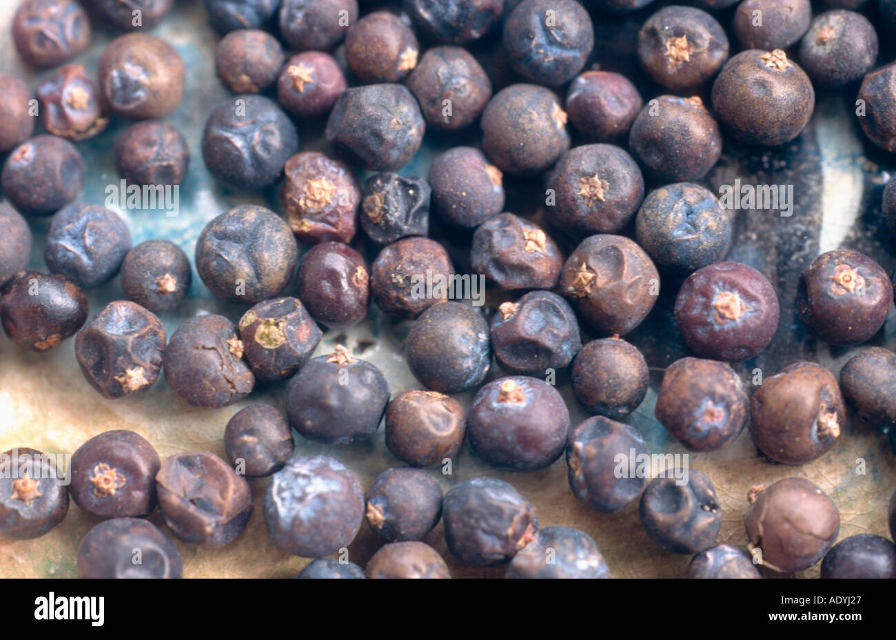 common juniper, ground juniper (Juniperus communis), juniper berries