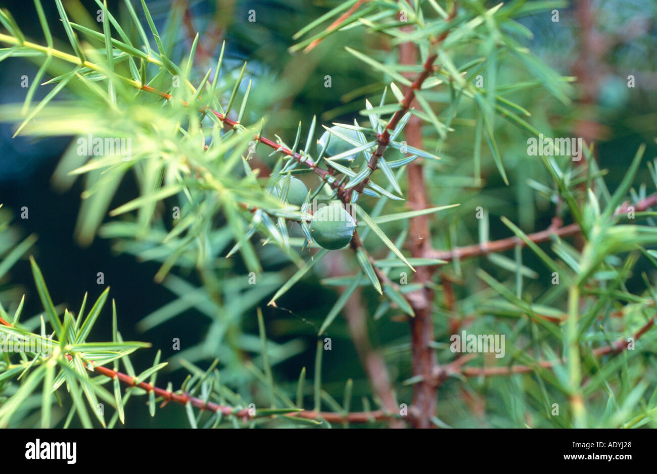 prickly cedar, cade (Juniperus oxycedrus), twig with cones Stock Photo ...