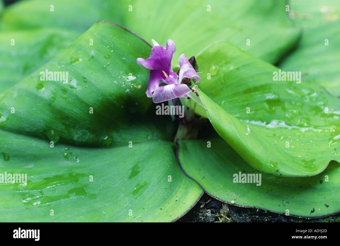 maraba, galanga, Lesser galangale, resurrection lily, sand ginger (Kaempferia galanga), blooming, India. Stock Photo