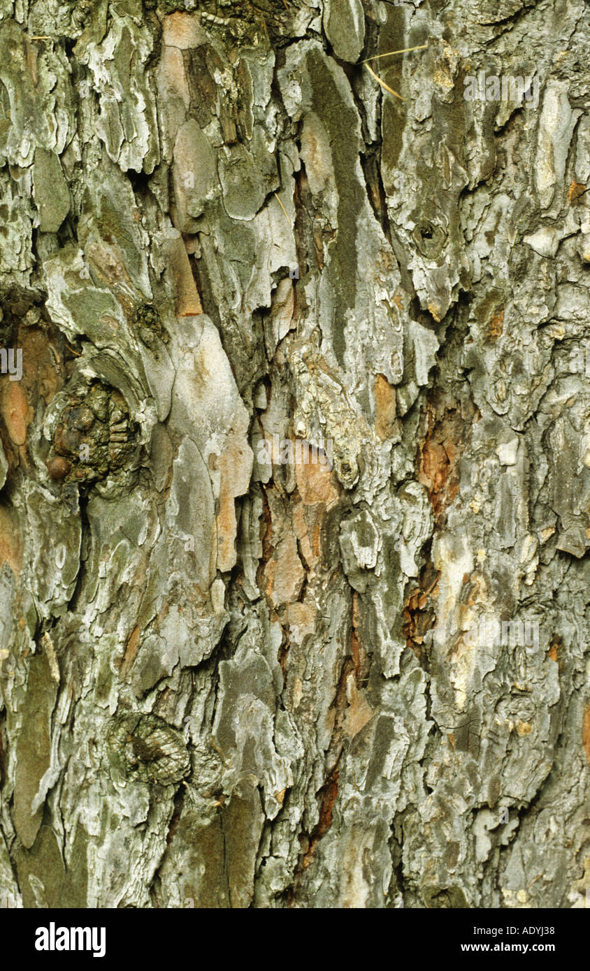 common larch, European larch (Larix decidua), detail of the bark, Central Europe. Stock Photo