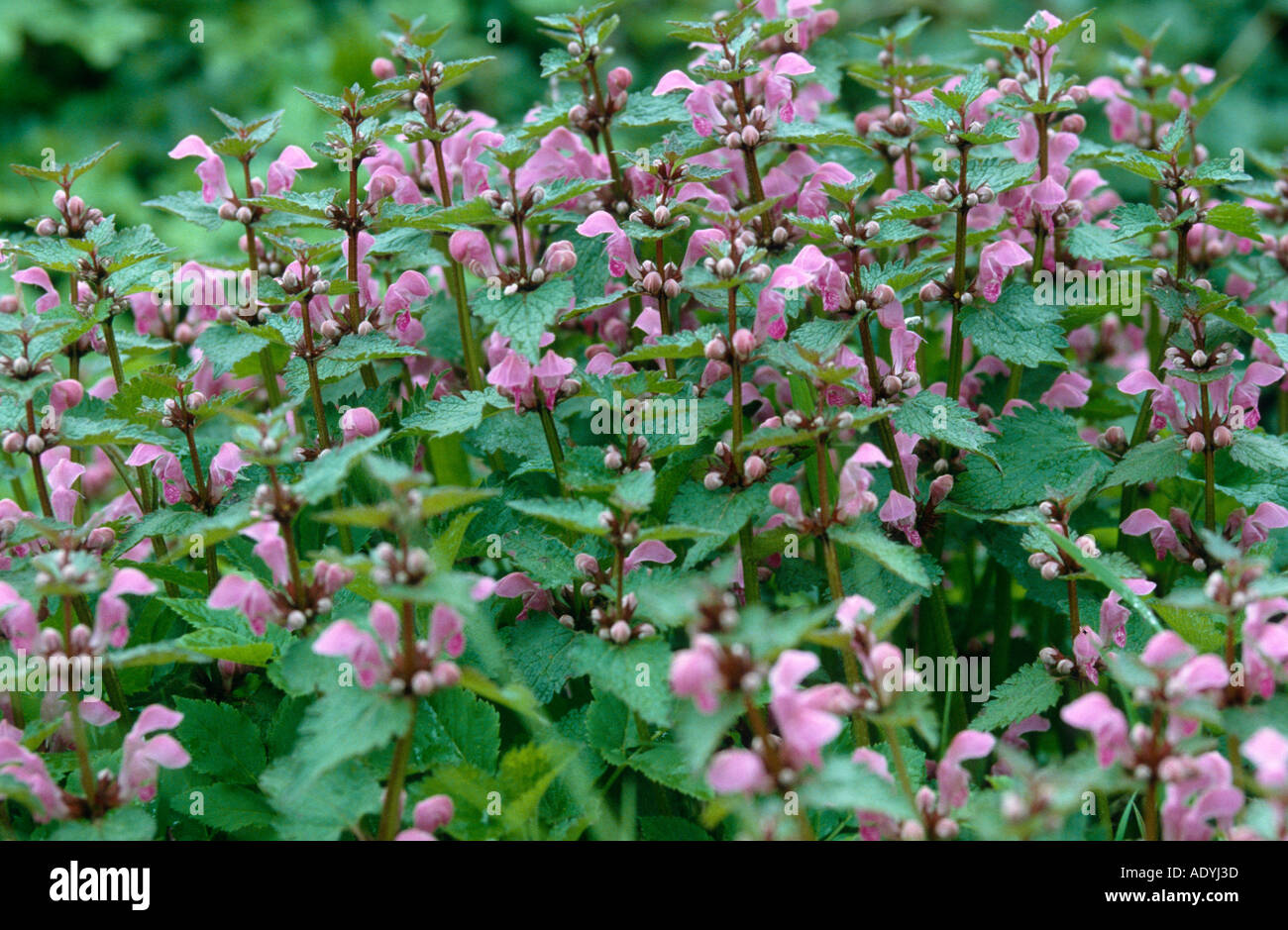 spotted dead-nettle, spotted deadnettle (Lamium maculatum), blooming, Europe. Stock Photo