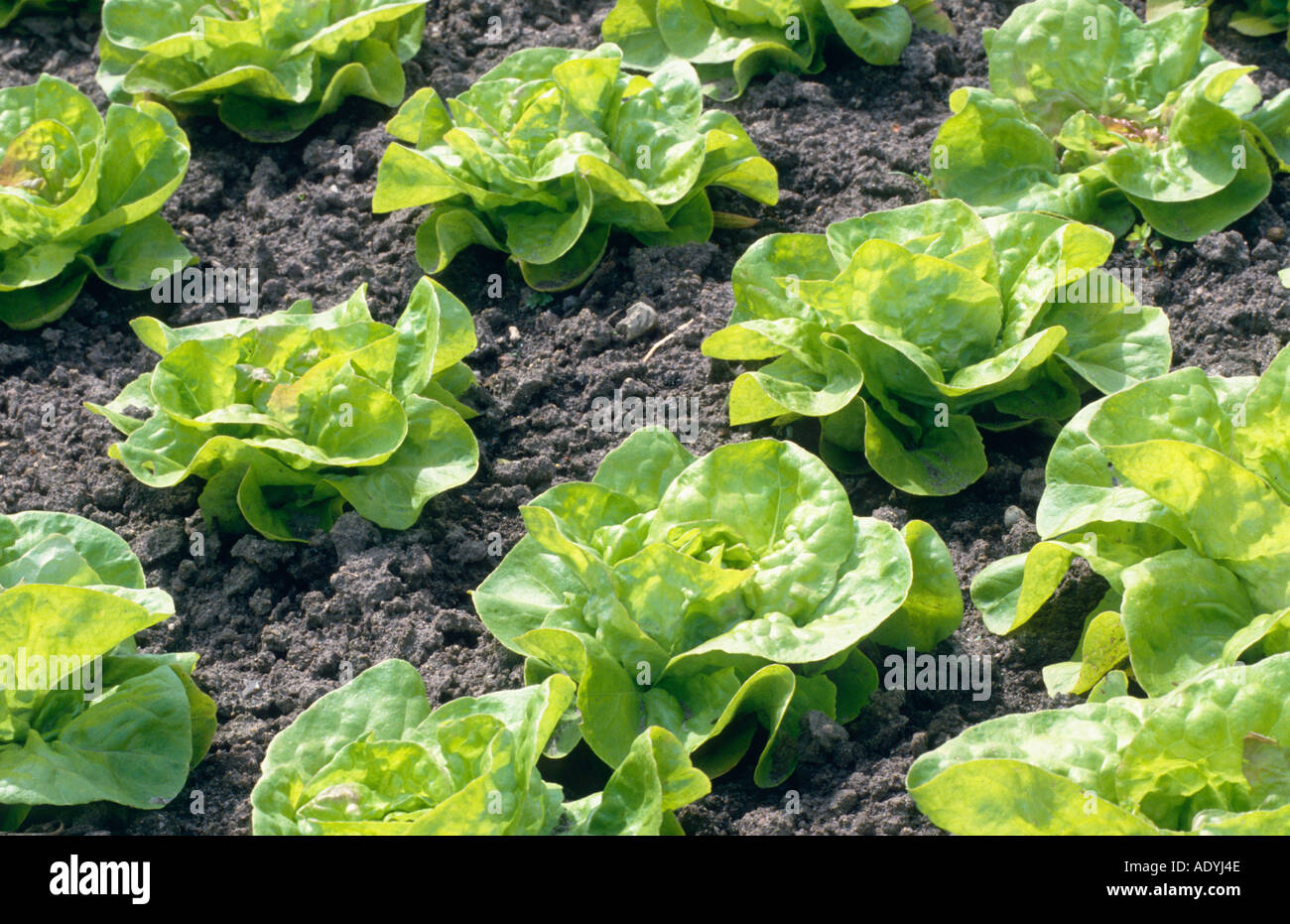 garden lettuce (Lactuca sativa), rows of garden lettuce. Stock Photo