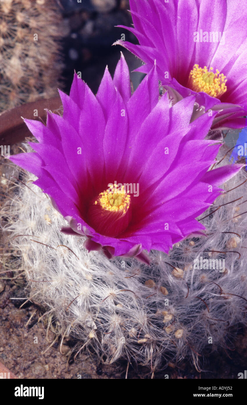 cactus (Mammillaria guelzowiana, Krainzia guelzowiana), blooming, Mexico. Stock Photo