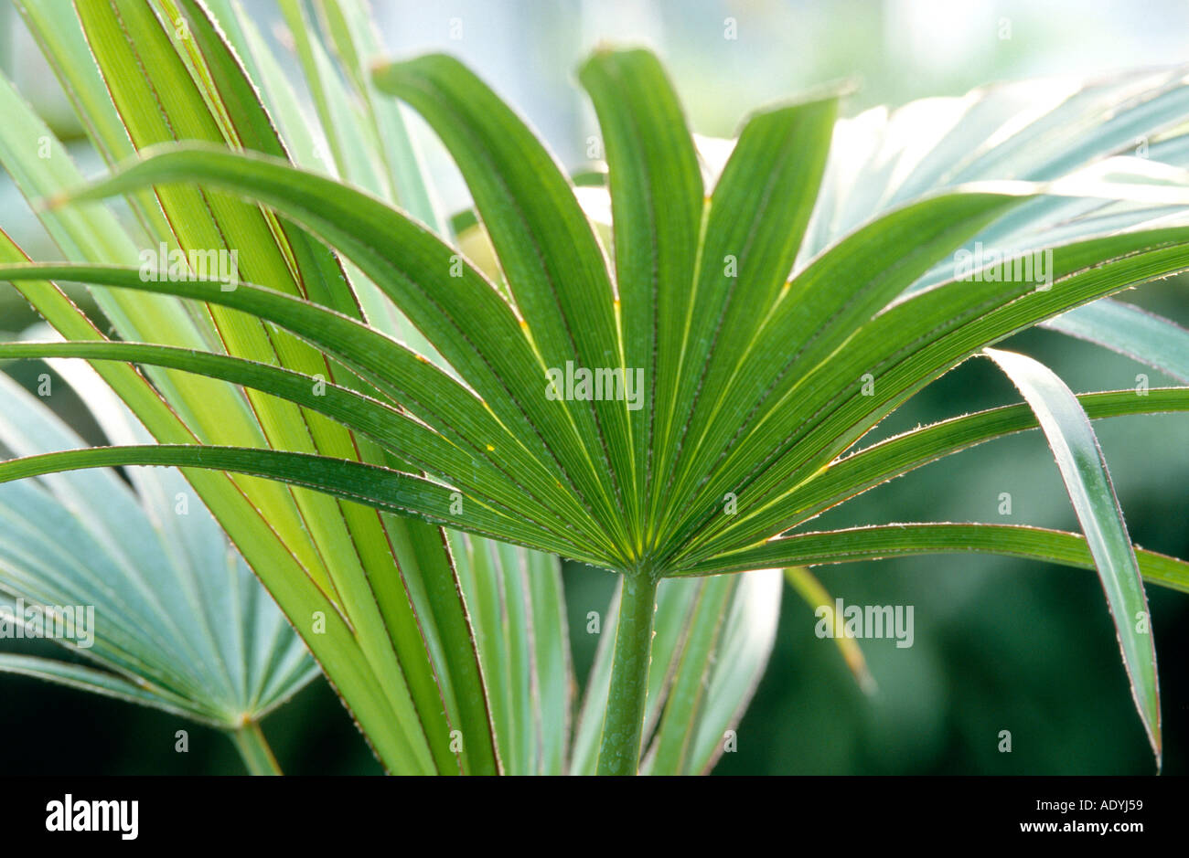 red latan palm (Latania borbonica, Latania lontaroides), palm leaves. Stock Photo