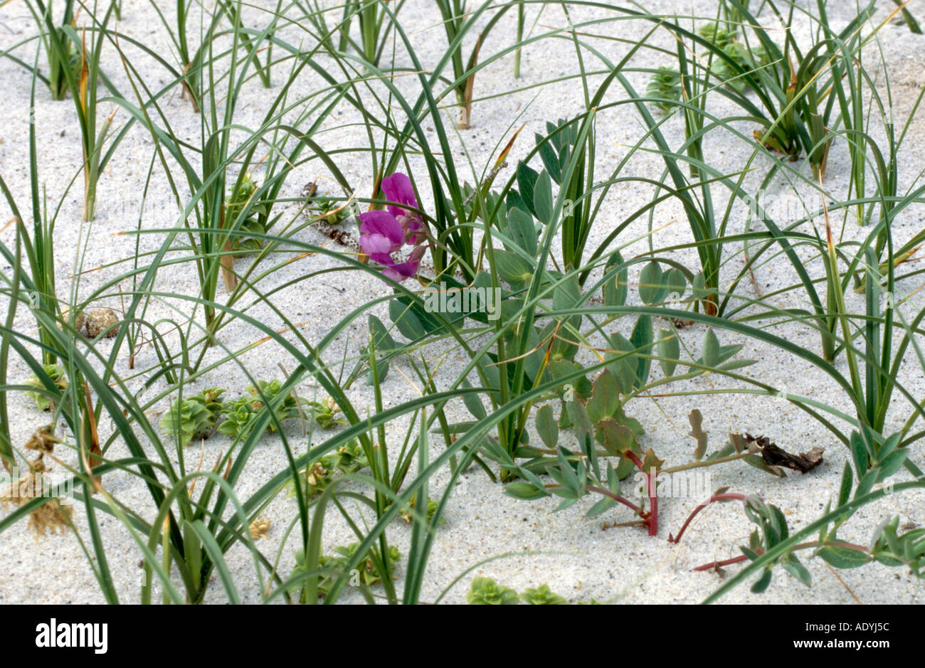 sea pea, beach pea (Lathyrus japonicus, Carex arenaria, Honckenya peploides), blooming amongst sand sedge. Stock Photo