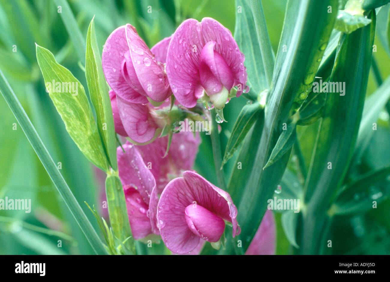sweet pea (Lathyrus odoratus), flowers Stock Photo