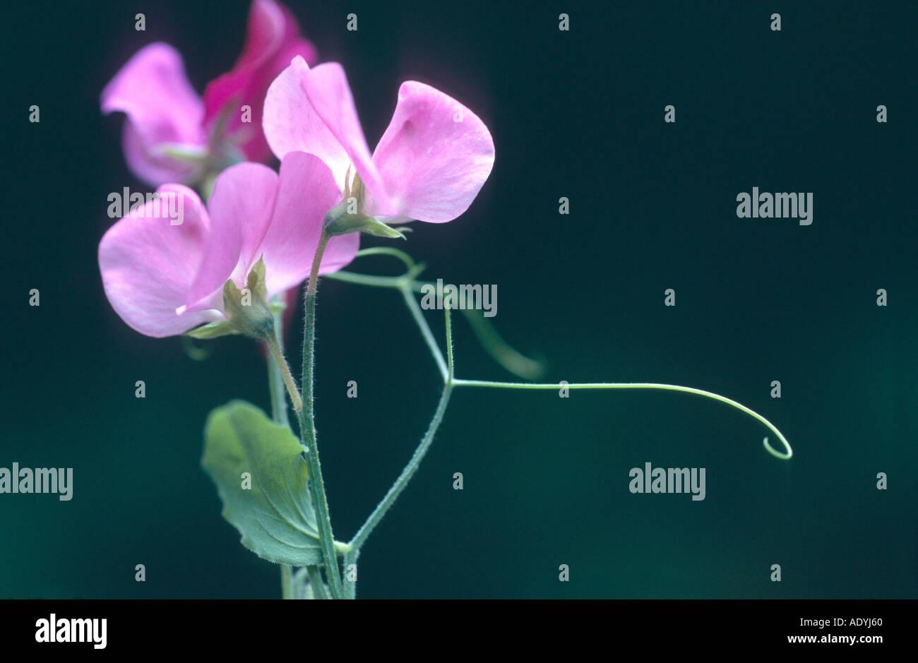 everlasting pea, peavine, sweet-pea, vetchling (Lathyrus spec.), blooming. Stock Photo