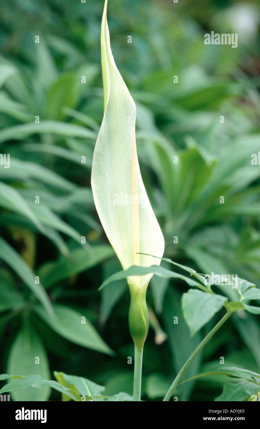 Canary arum (Dracunculus canariensis), blossom, Canary. Stock Photo