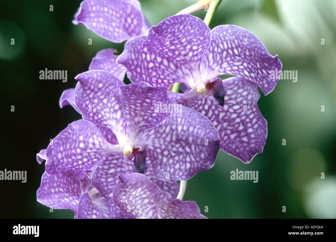Vanda hybrid 'Sansai Blue' (Vanda Hybride), flowers Stock Photo
