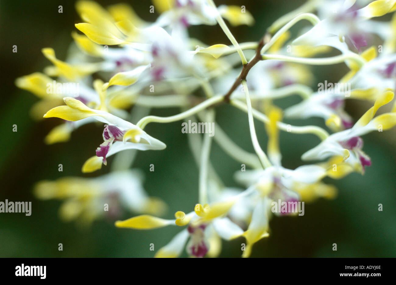 antelope orchid (Dendrobium canaliculatum), blooming Stock Photo