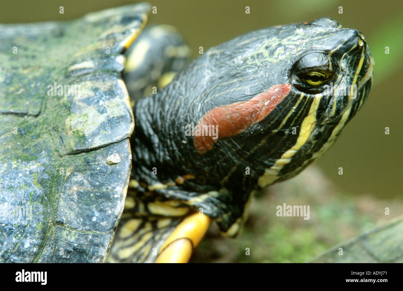 red-eared turtle, red-eared slider (Pseudemys scripta elegans, Trachemys scripta elegans), portrait, close up. Stock Photo