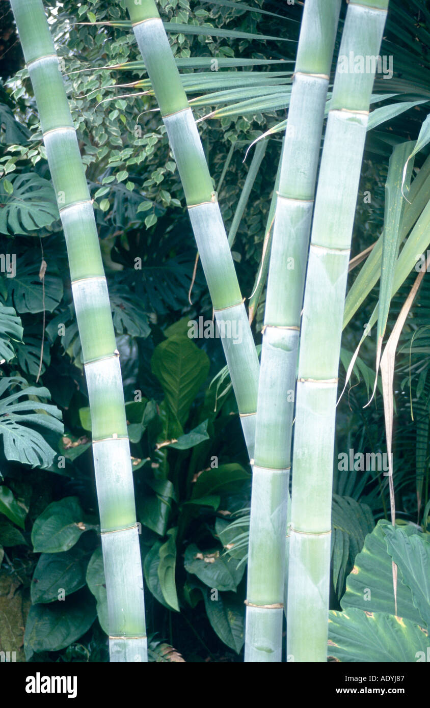giant bamboo (Dendrocalamus giganteus, Bambusa gigantea), four sprouts, detail Stock Photo