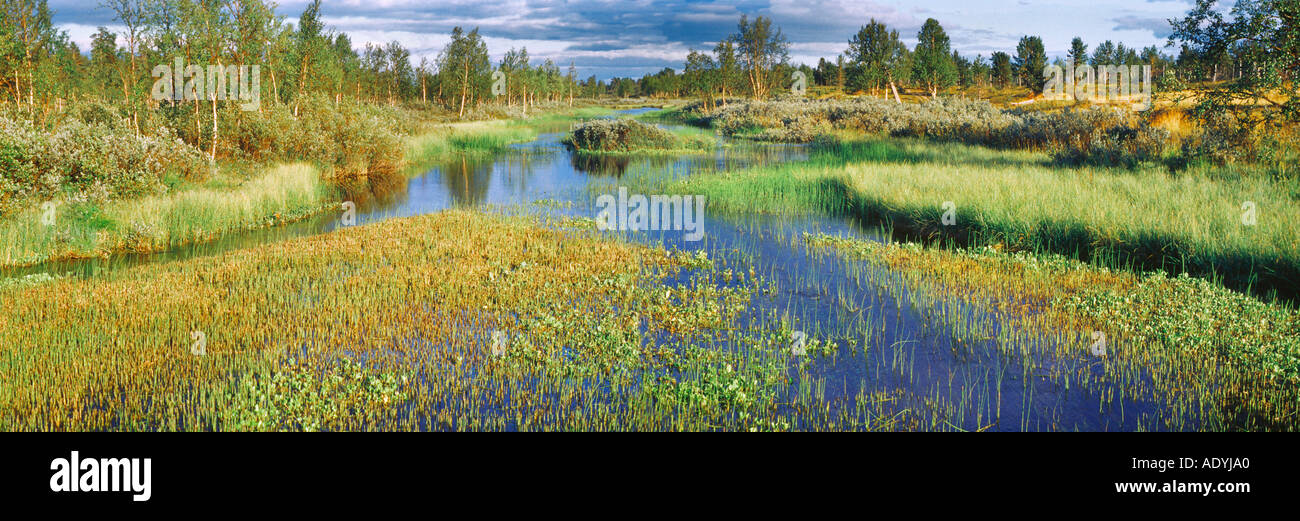 river head of the Lismajoki, with water plants in evening light, Finland, Lapin, Lisma, Aug 03. Stock Photo