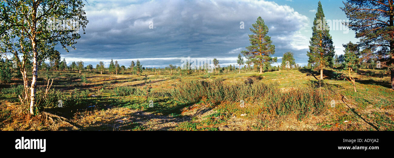 Scotch pine, Scots pine (Pinus sylvestris), heathland in evening light with single pines and birches, Finland, Lapin, Lisma, Au Stock Photo