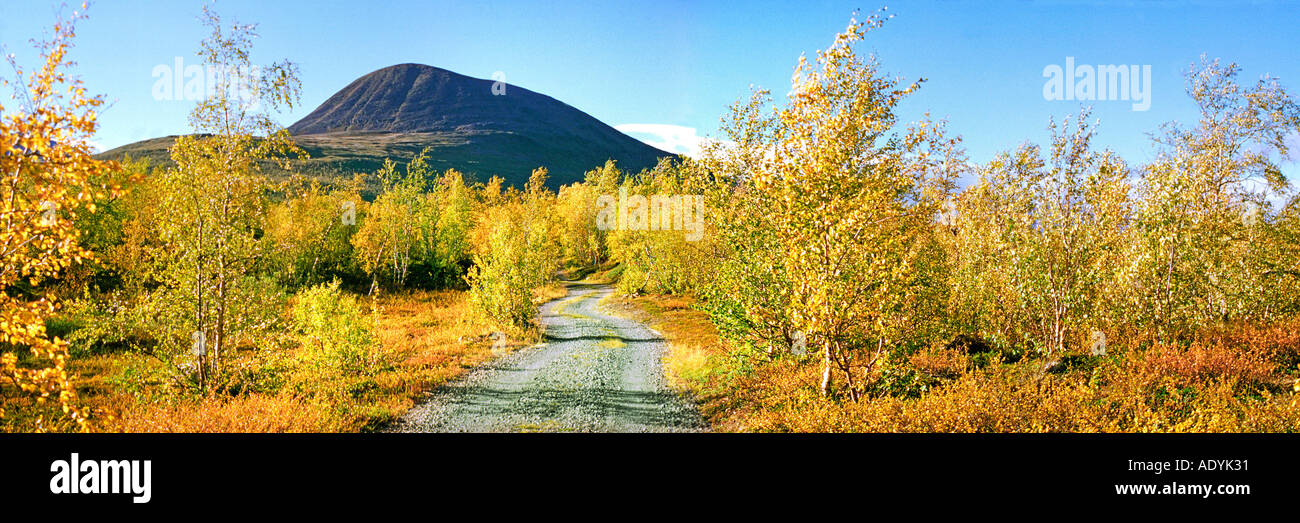 white birch, silver birch (Betula alba), yellow with a road to the black mountain, Sweden, Lappland, Nikkaluokta, Aug 02. Stock Photo