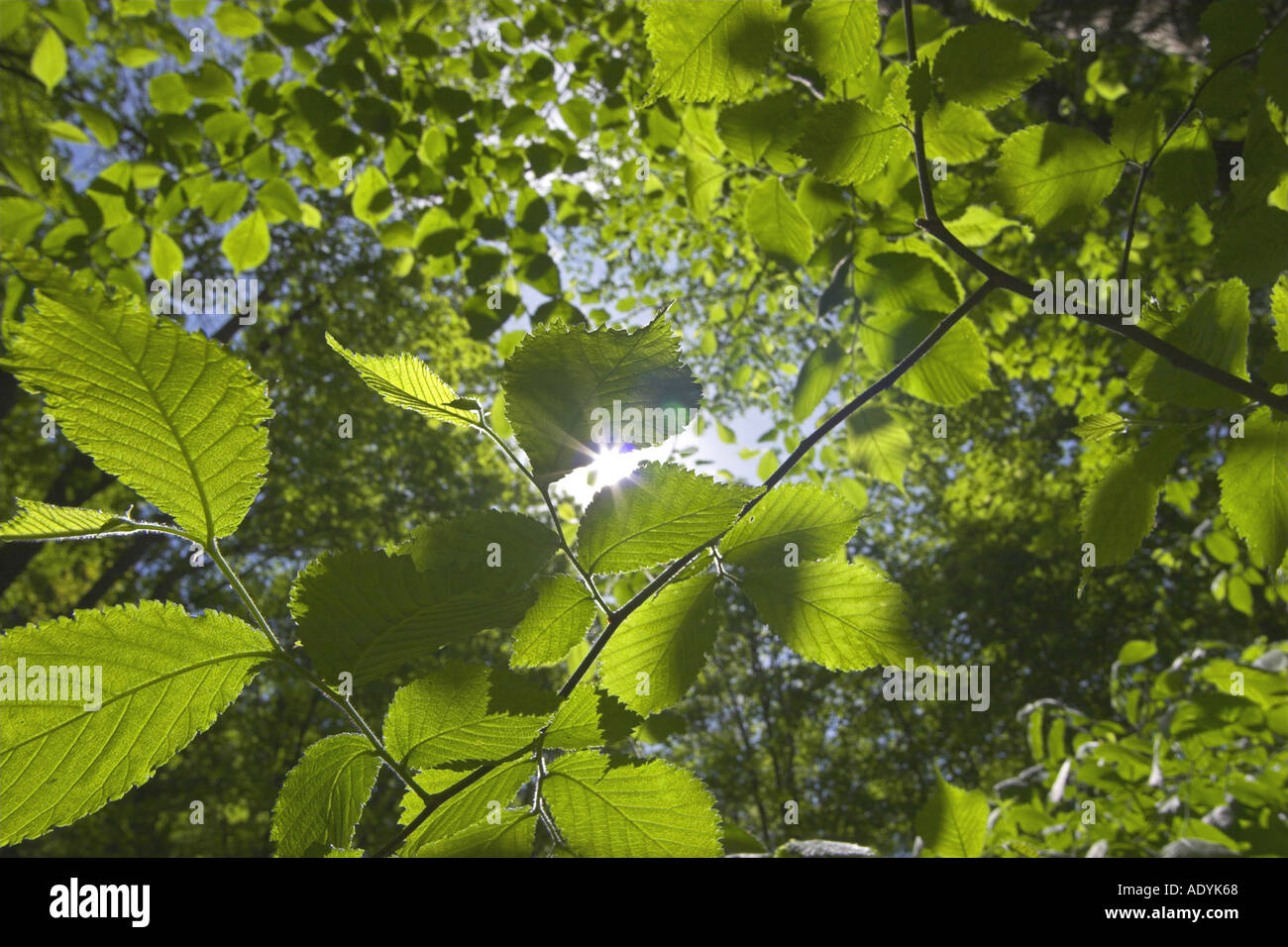Scotch elm, wych elm (Ulmus glabra, Ulmus scabra), leaves in backlight Stock Photo
