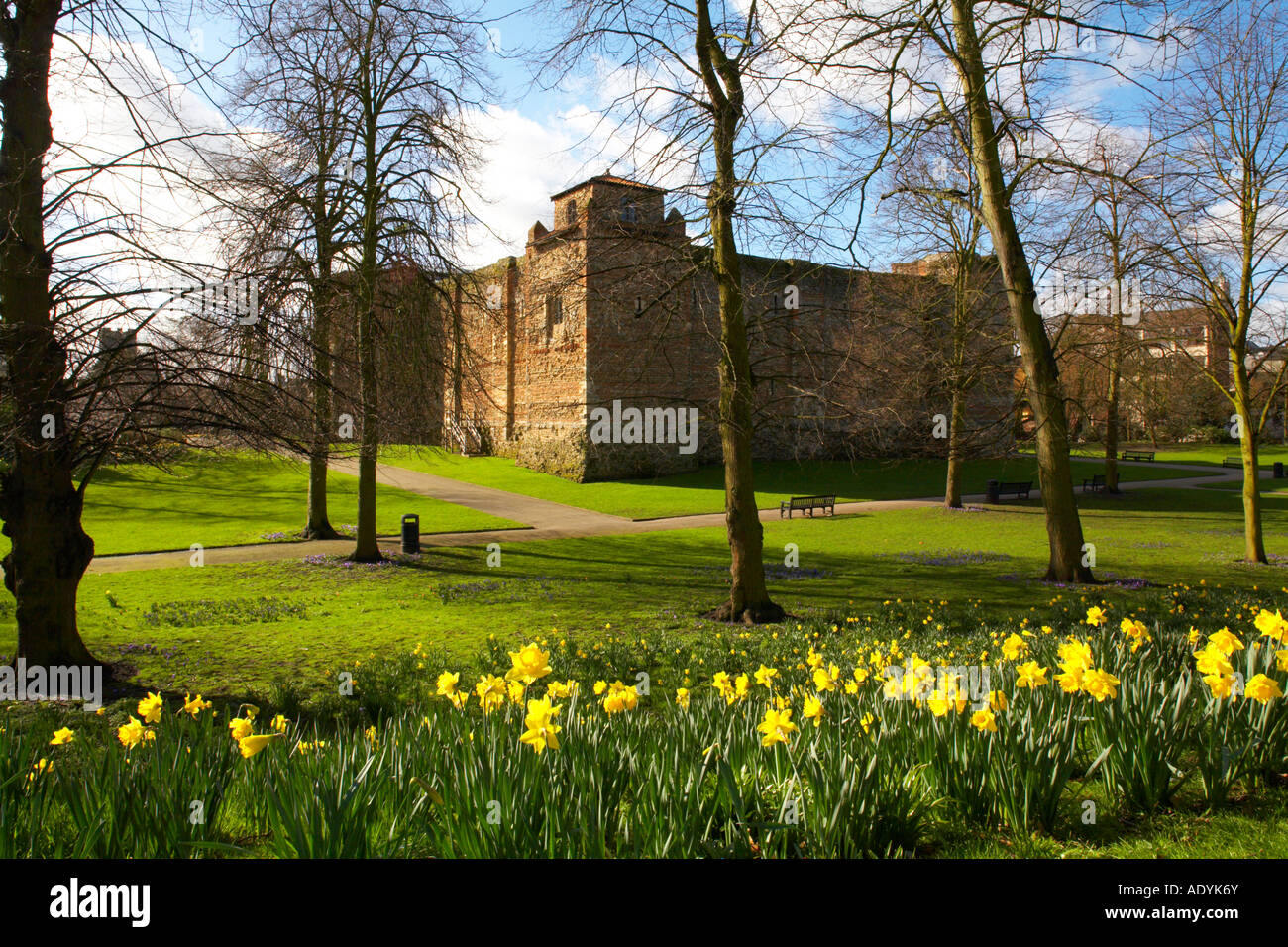 Europe England Essex Colchester Castle Castle Park Yellow Daffodils early morning Spring Stock Photo