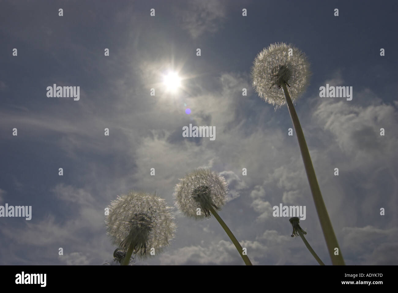(Taraxacum officinale), seed balls in back light, Germany, Saxony, Vogtland. Stock Photo