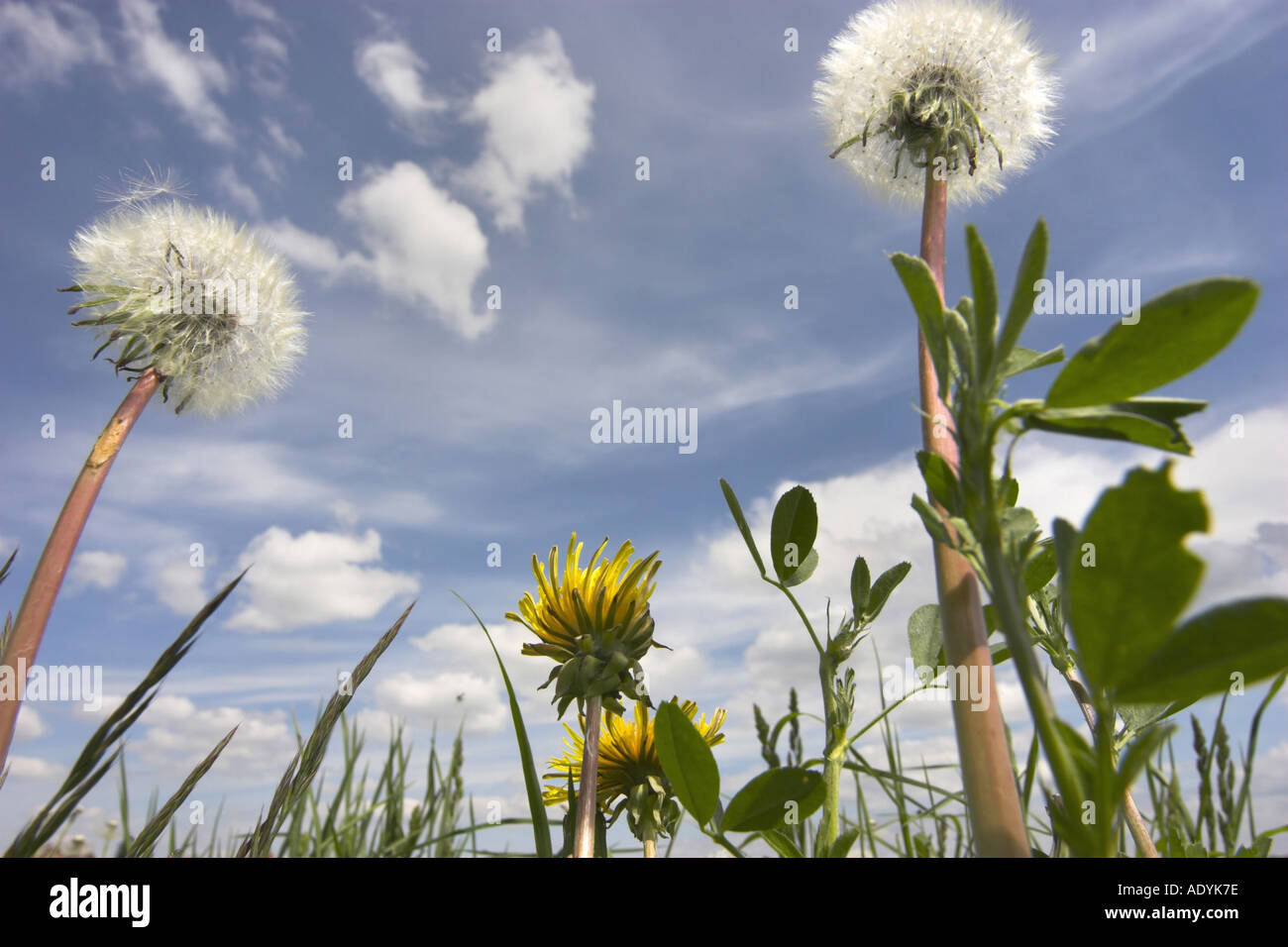 common dandelion (Taraxacum officinale), seed balls against cloudy sky, Germany, Saxony, Vogtland. Stock Photo